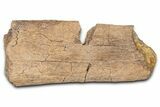 Dinosaur (Triceratops) Rib Bone Section - Wyoming #381182-1